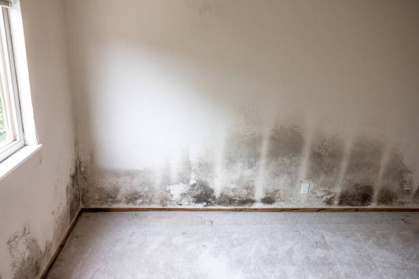 Best Basement Mold Removal  in Staples, MN